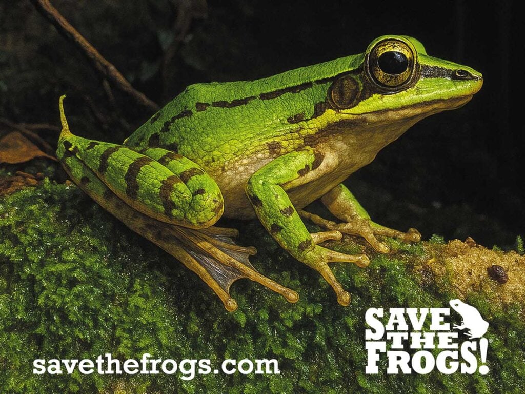 Salva l&#39;icona di Frogs 2 da Ahmed Junaid Pakistan AbAvorana Luctuosa Peninsular Malesia EcoTour 1400