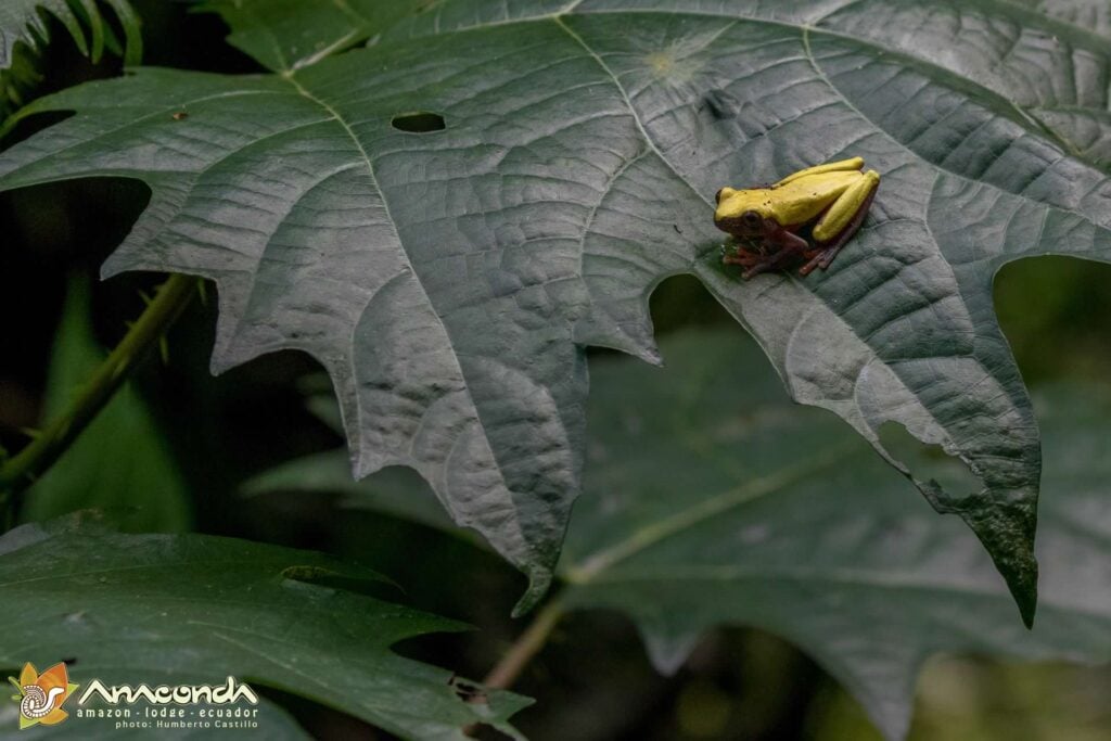 Save The Frogs copia บันทึกกบ ecuador ecotour 2017 แท้จริง