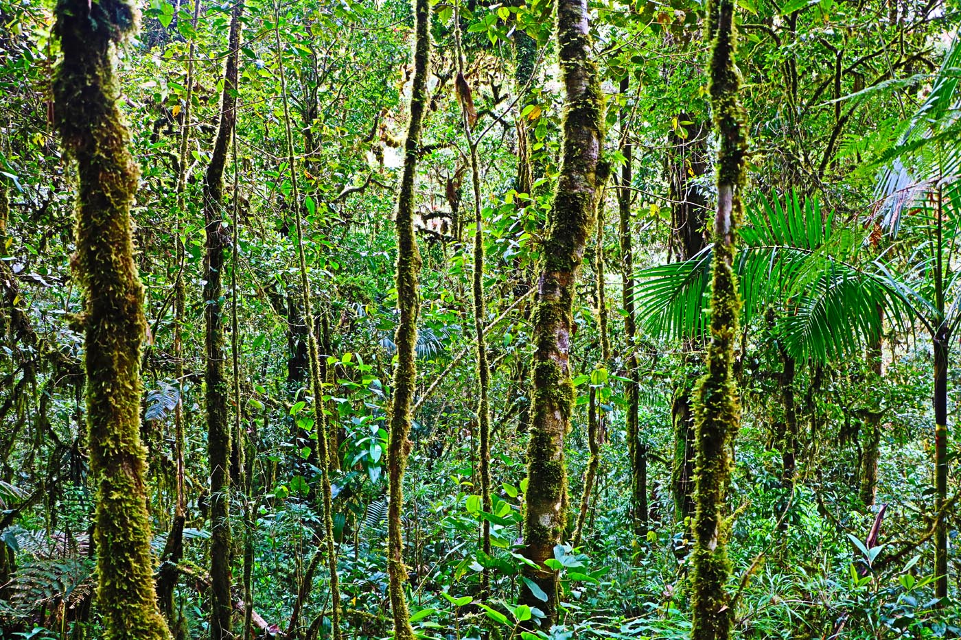 Savegre Cloudforest Costa Rica Ecotour 2021 10