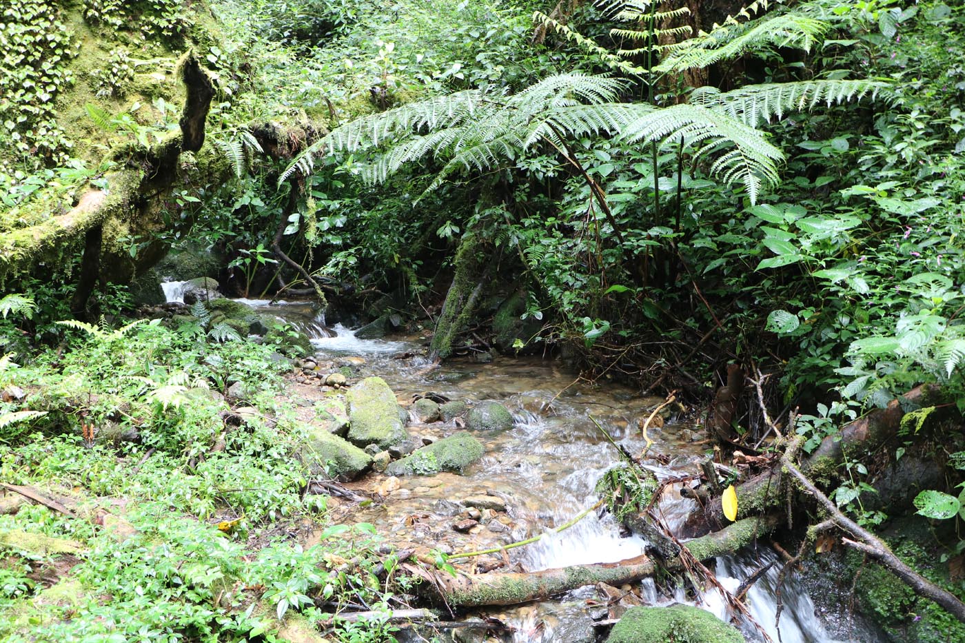 Savegre Cloudforest - Costa Rica Ecotour 2021