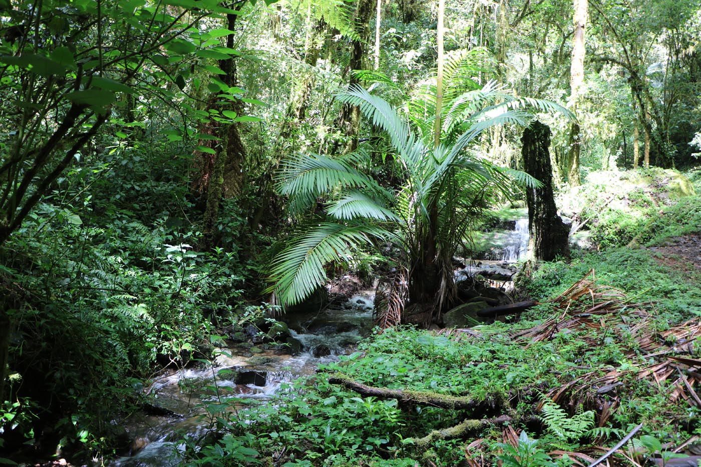 Savegre Cloudforest Costa Rica Ecotour 2021 16