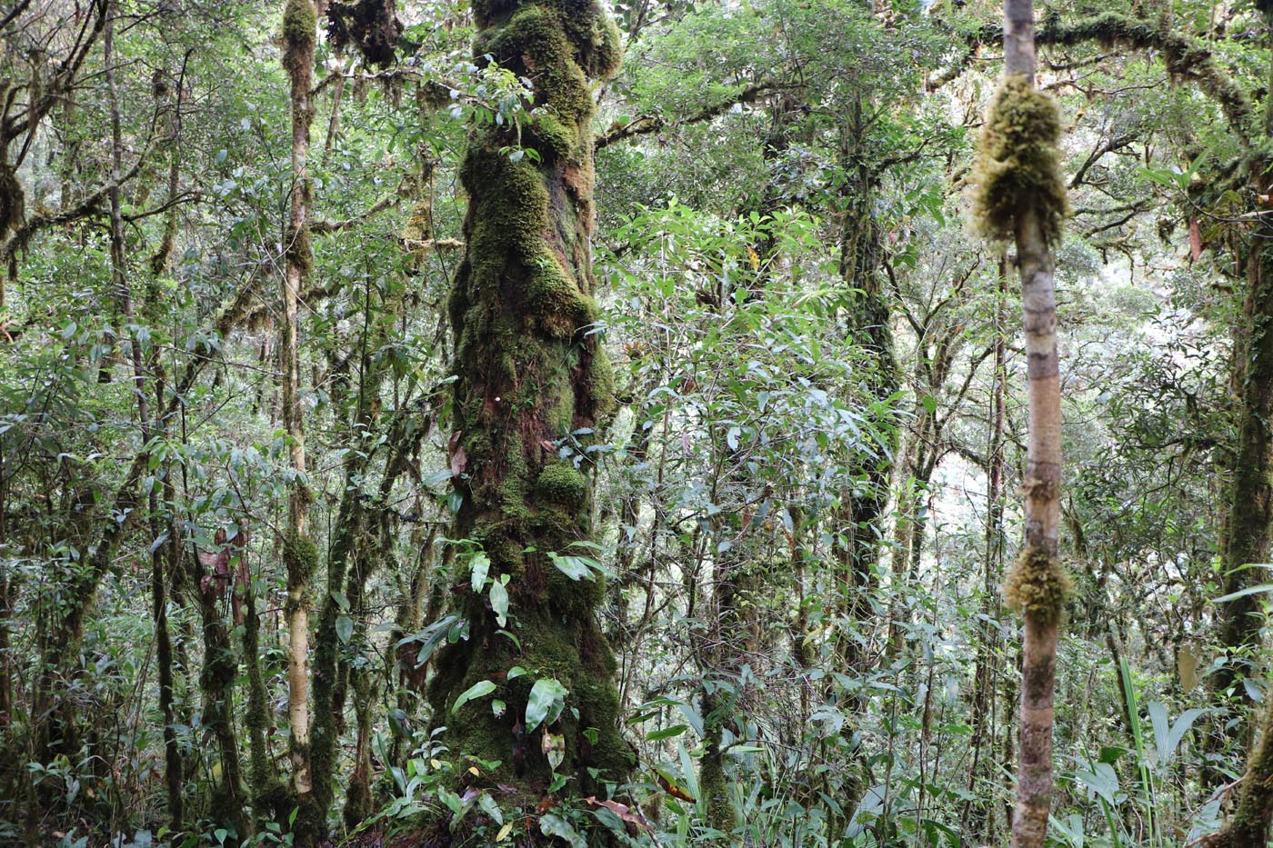 Savegre Cloudforest Costa Rica Ecotour 2021 2