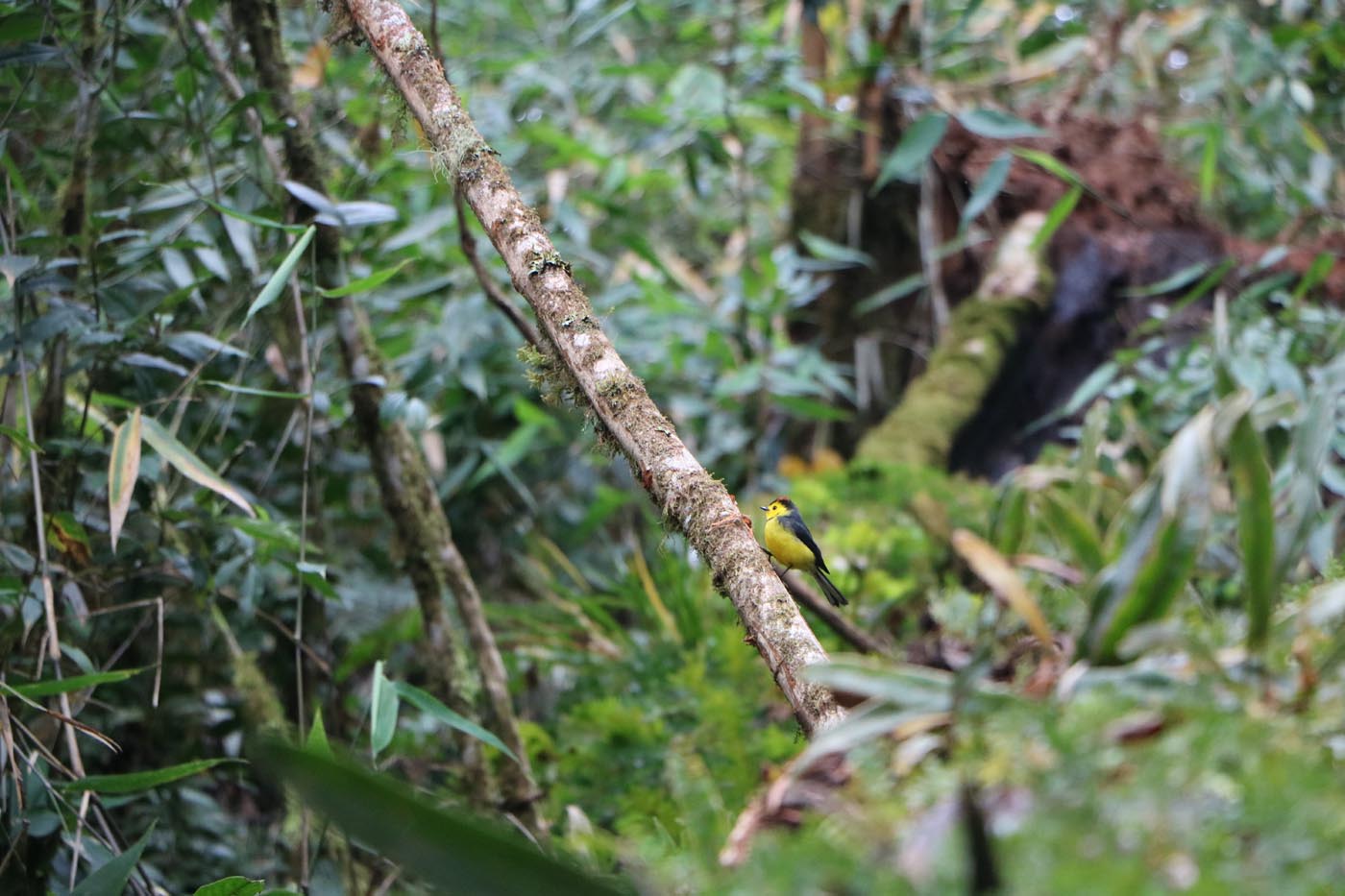 Savegre Cloudforest Costa Rica Ecotour 2021 28