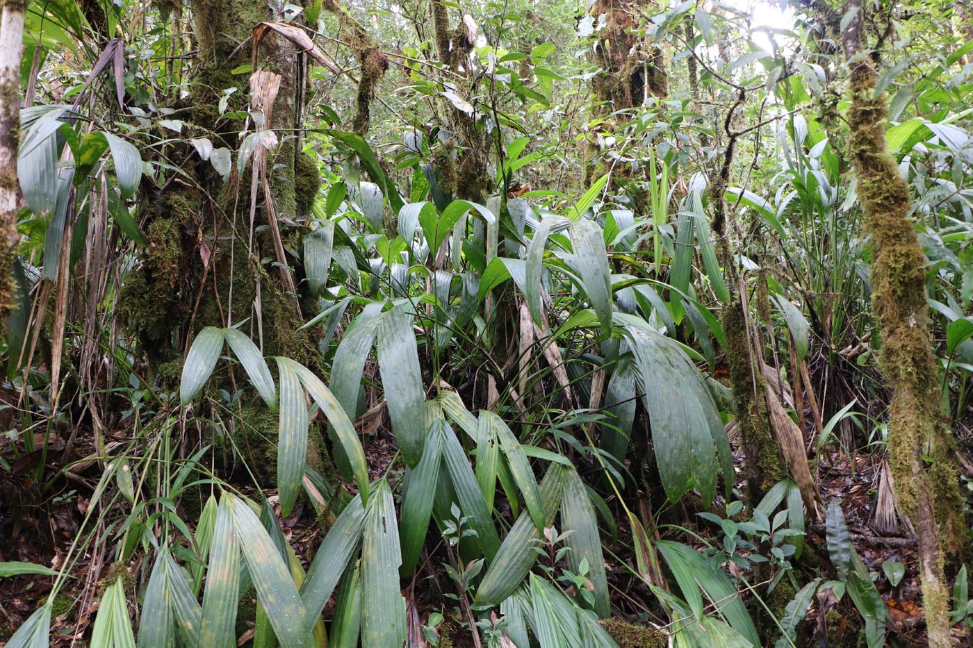 Savegre Cloudforest Costa Rica Ecotour 2021 4