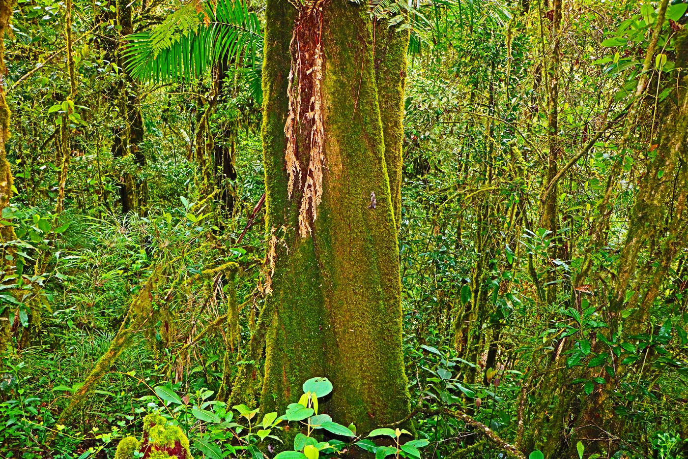 Savegre Cloudforest Costa Rica Ecotour 2021 9