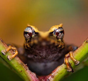 Конкурс фотографий «Спасите лягушек» Скотт-Трэгезер-США-2023 — Pristimantis Appendiculatus — заповедник Рио-Мандуриаку, Эквадор