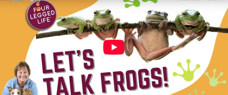 Arden Moore Podcast Kehidupan Berkaki Empat Kerry Kriger SAVE THE FROGS!