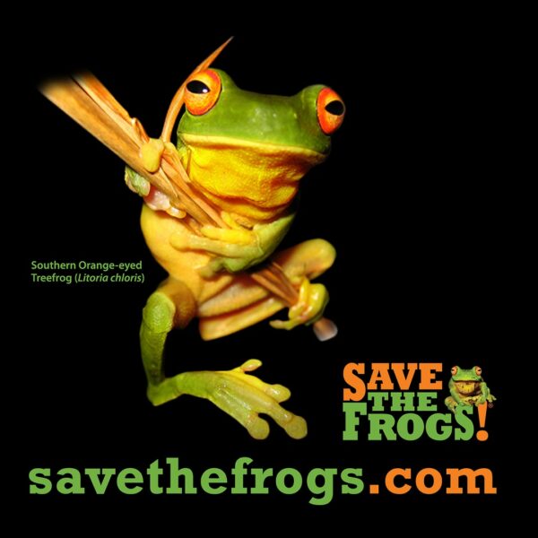 Shirt Southern Orange Eyed Treefrog Front 5 1