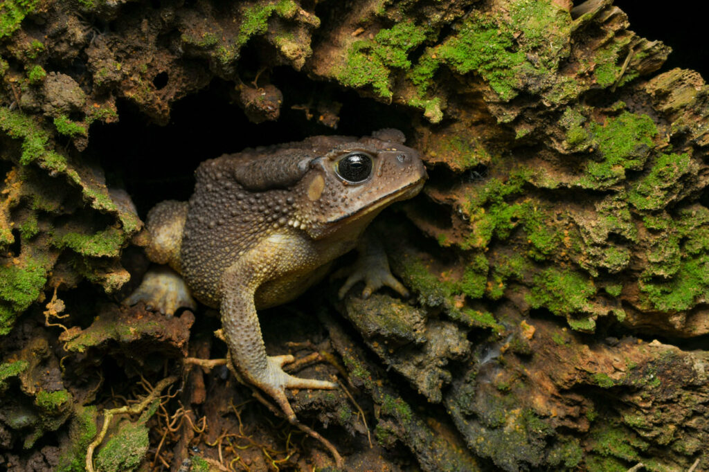 शिवराम रासु सिंगापुर 2025 सेव द फ्रॉग्स फोटो प्रतियोगिता दत्तफ्रीनस मेलानोस्टिक्टस
