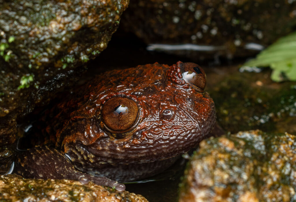 शिवराम रासु सिंगापुर 2025 सेव द फ्रॉग्स फोटो प्रतियोगिता निक्टिबैट्राचस एकेंथोडर्मिस