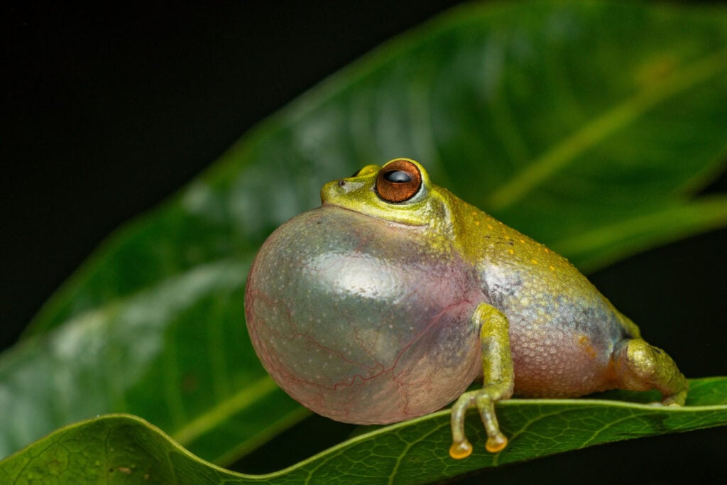 शिवराम रासु सिंगापुर 2025 सेव द फ्रॉग्स फोटो प्रतियोगिता राओर्चेस्टेस बेडडोमी