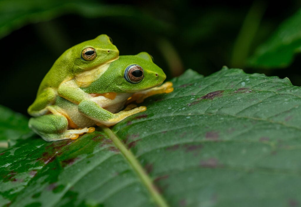 शिवराम रासु सिंगापुर 2025 सेव द फ्रॉग्स फोटो प्रतियोगिता राओर्चेस्टेस जयारामी