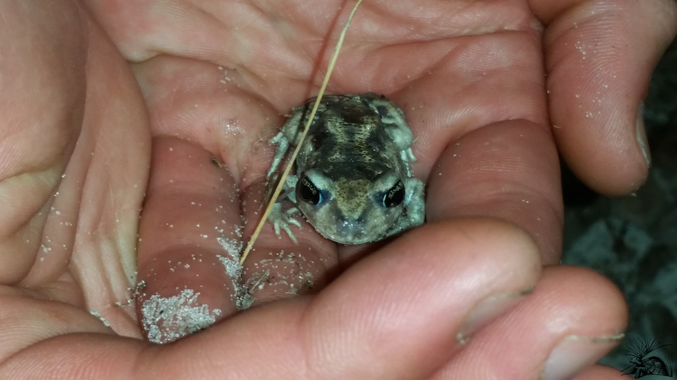 Small Spadefoot toad WM