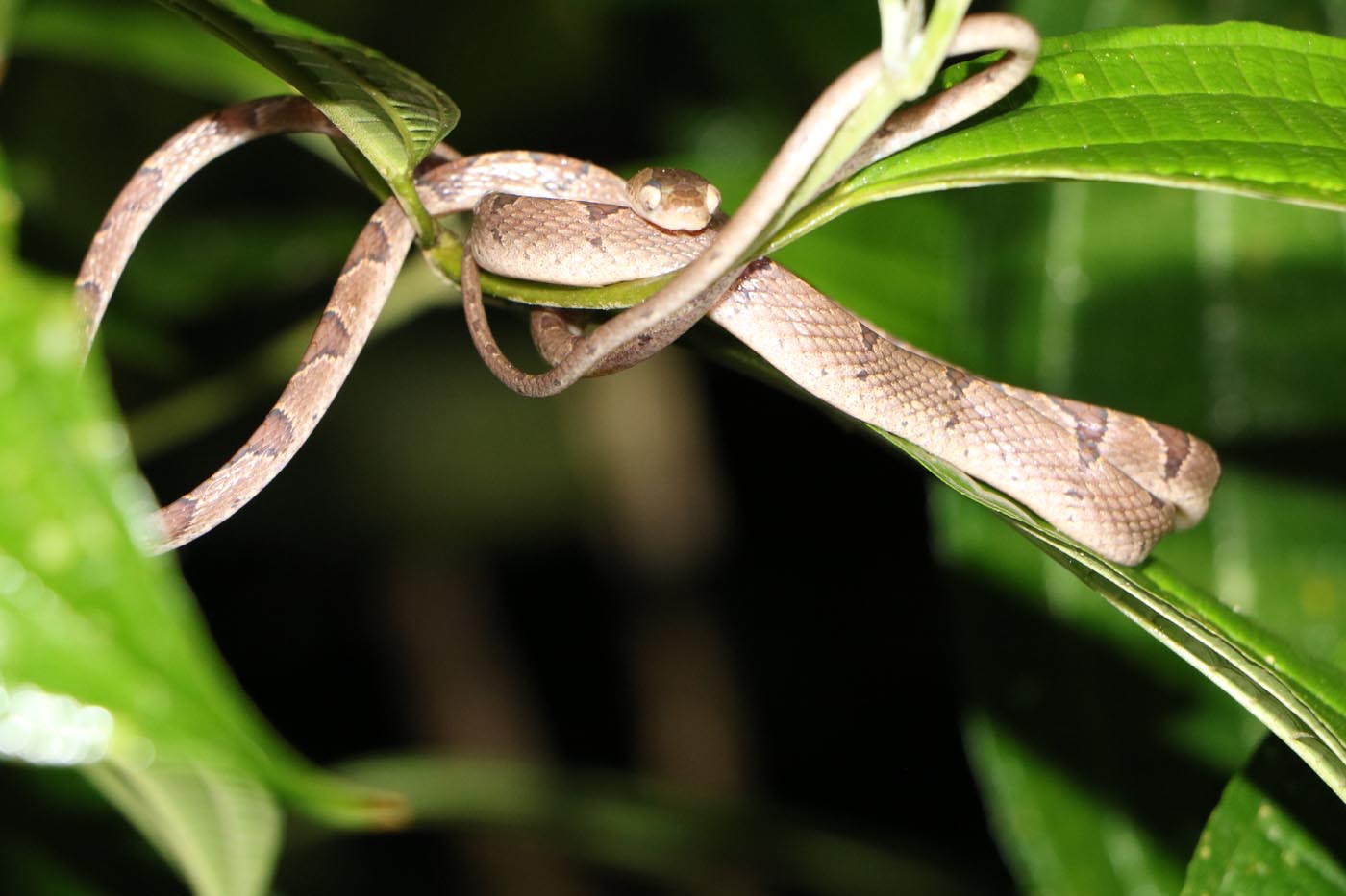 Snake Imantodes cenchoa Blunthead vine snake Sarapiqui Experience Costa Rica 2