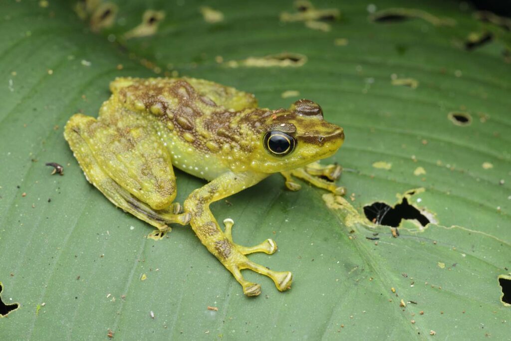 Staurois-tuberilinguis-Green-Spotted-Foot-Flagging-Frog-(3)--malaysia-kinabalu-rupert-grassby-lewis