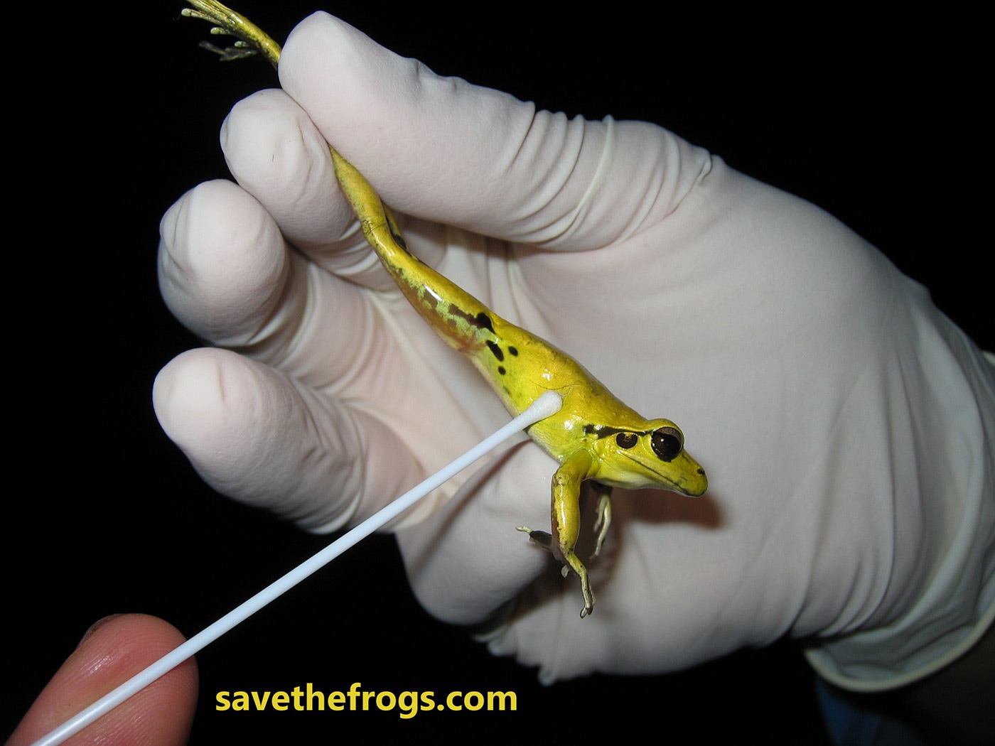 How To Hold A Frog - Swab