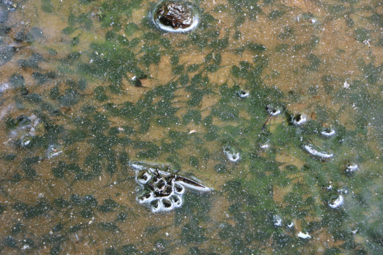 Tadpoles - Bull Run Regional Park Virginia