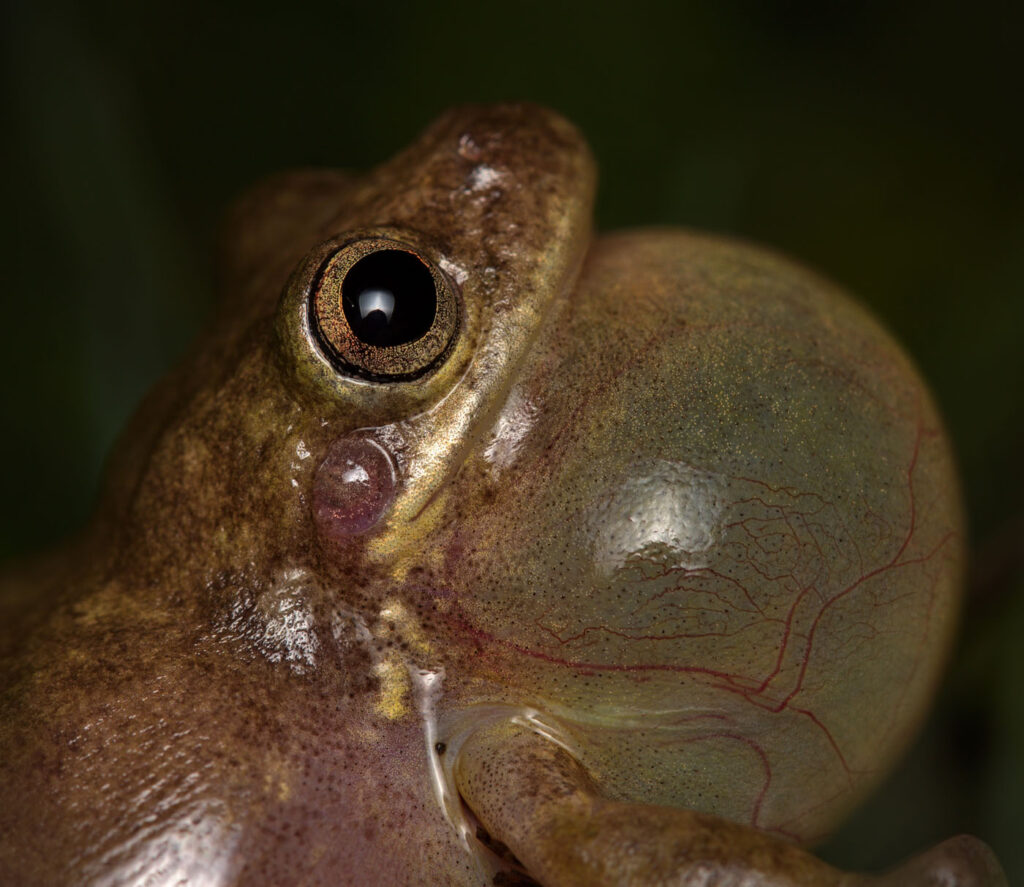 तसनीम अहसानुल्लाह, संयुक्त राज्य अमेरिका, यूएस 2025 सेव द फ्रॉग्स फोटो प्रतियोगिता, फोटो 2