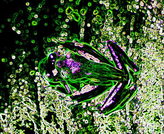 Teratohyla spinosa amplexus TAMU Soltis Center 7 glowing