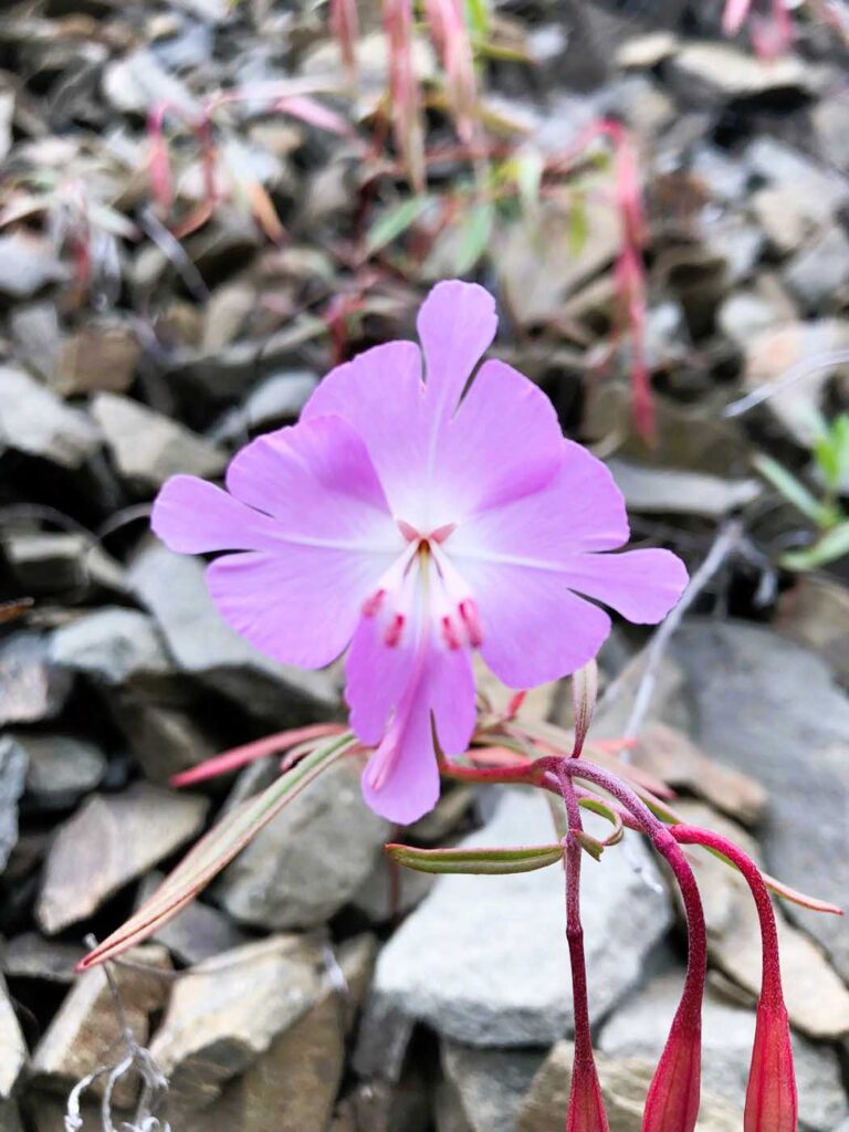 टेस्ला पार्क कैलिफोर्निया CSVRA क्लार्किया 1