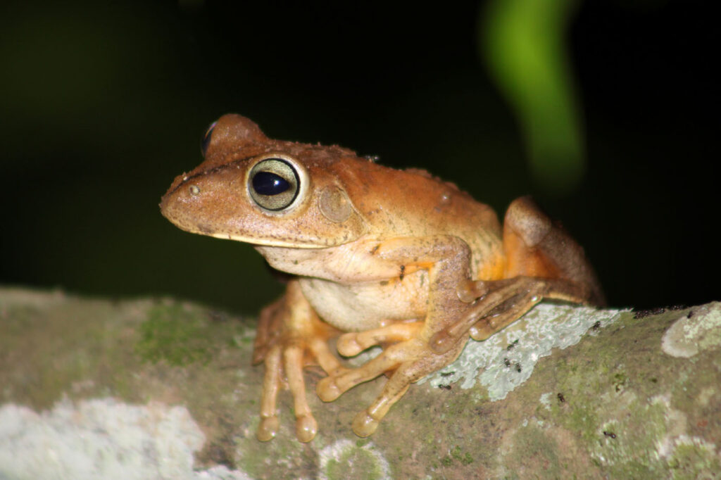 थालिया वोल्ट्ज़, ब्राज़ील 2025 सेव द फ्रॉग्स फोटो प्रतियोगिता, फोटो 1