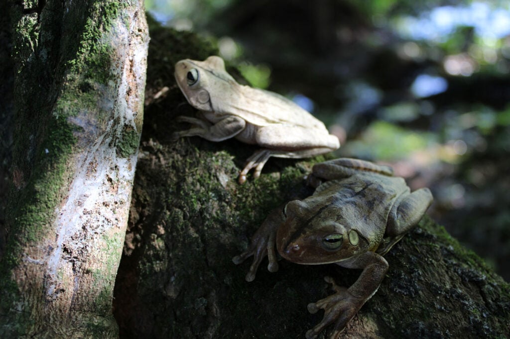थालिया वोएल्ट्ज़, ब्राज़ील 2025 सेव द फ्रॉग्स फोटो प्रतियोगिता, फोटो 5