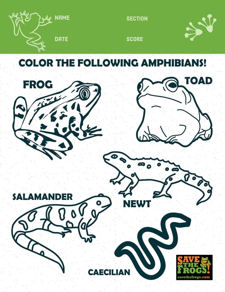 Feuille de coloriage des cinq amphibiens