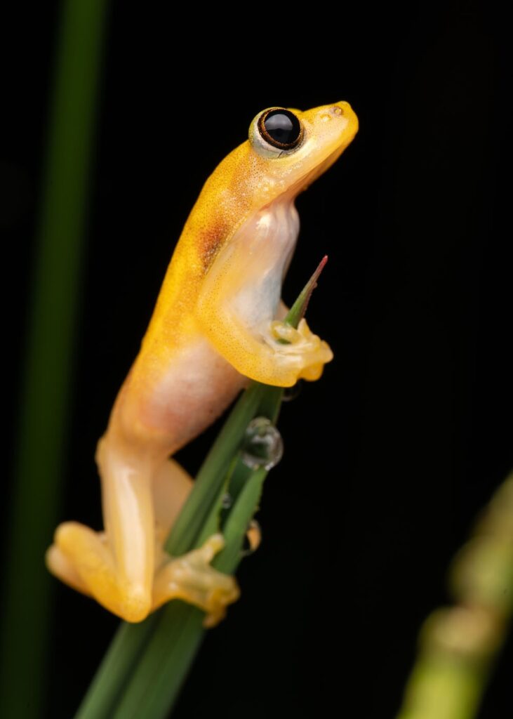 टिम ब्रैमर, दक्षिण अफ्रीका, 2025 मेंढक बचाओ फोटो प्रतियोगिता (Afrixalus delicatus)