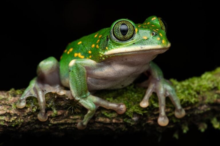 Tim-Brammer-South-Africa-2025-Save-The-Frogs-Photo-Contest-Leptopelis-flavomaculatus