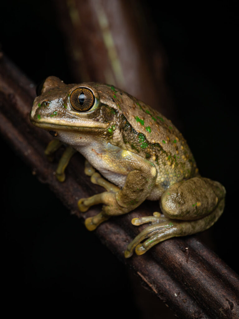 टिम ब्रैमर, दक्षिण अफ्रीका, 2025 मेंढक बचाओ फोटो प्रतियोगिता, लेप्टोपेलिस फ्लेवोमैकुलेटस