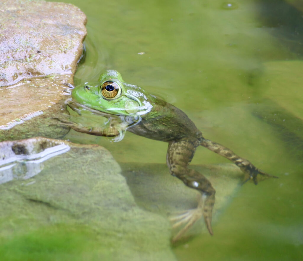 टिम ग्राज़ियन, संयुक्त राज्य अमेरिका, यूएस, 2025 सेव द फ्रॉग्स फोटो प्रतियोगिता, फोटो 2