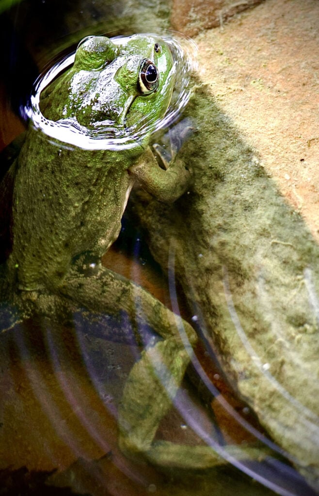 टिम ग्राज़ियन, संयुक्त राज्य अमेरिका, यूएस, 2025 सेव द फ्रॉग्स फोटो प्रतियोगिता, फोटो 3