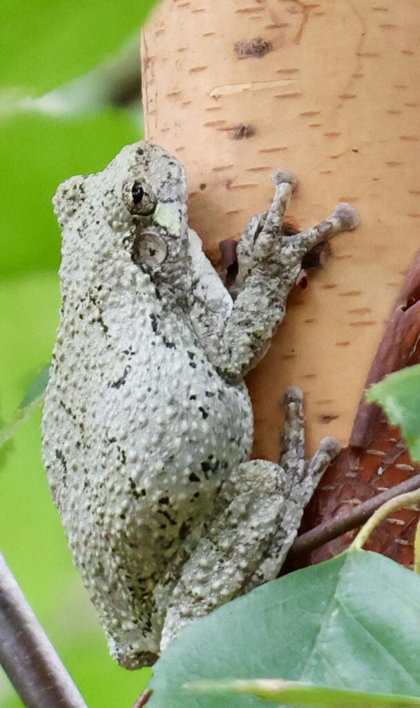 टिम ग्राज़ियन, संयुक्त राज्य अमेरिका, 2025 सेव द फ्रॉग्स फोटो प्रतियोगिता, फोटो 5