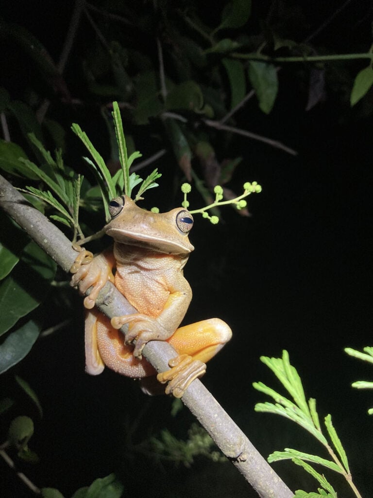 टिपानी गोम्स, ब्राजील 2025 मेंढक बचाओ फोटो प्रतियोगिता, बोआना फैबर