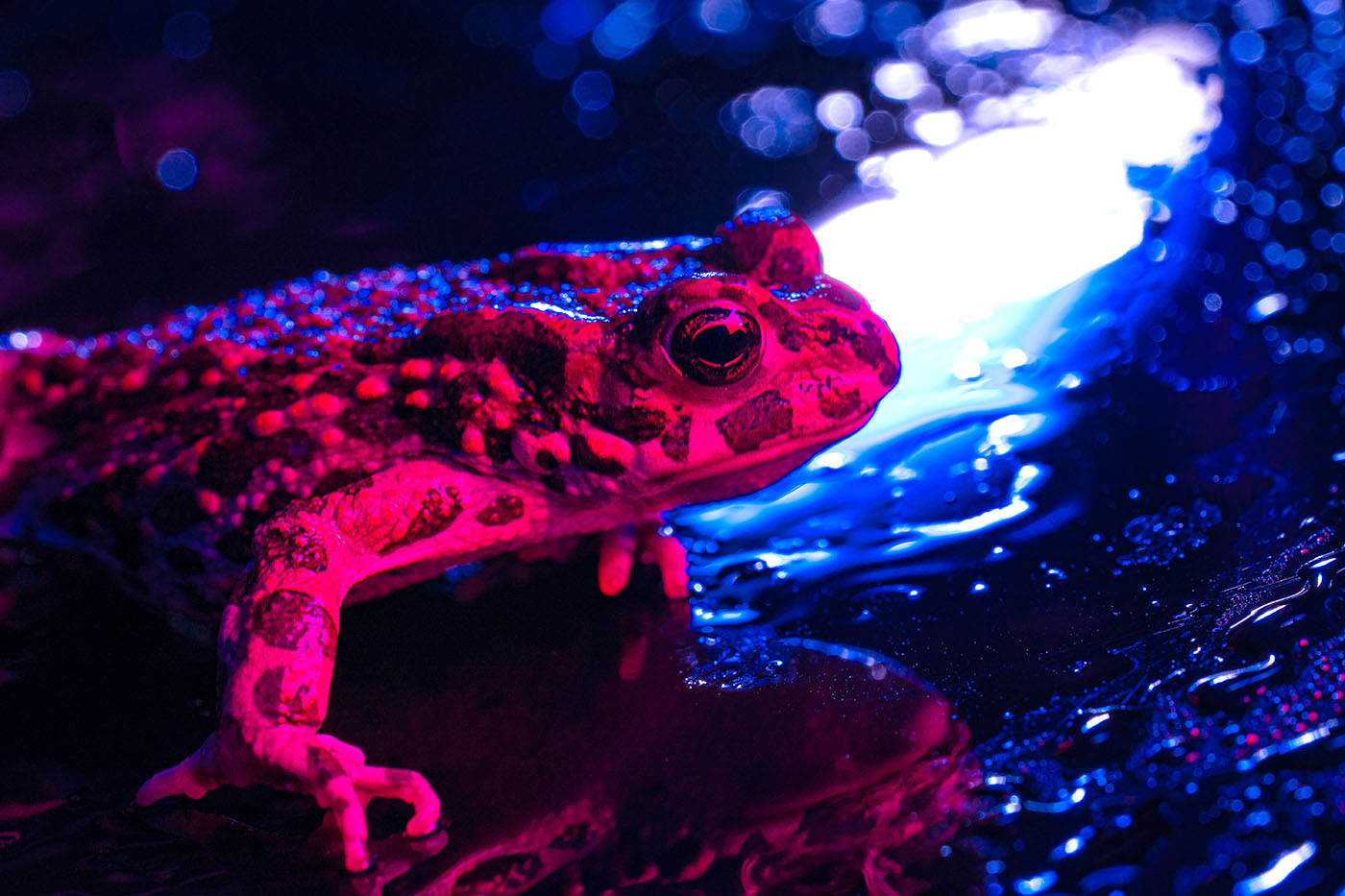 Wild ground toad under rain drops, close-up night shot, blue neon colorful light. Natterjack breathing and looking at camera. Amazing frog blinks eyes, stirs nostrils, macro. Dark background.