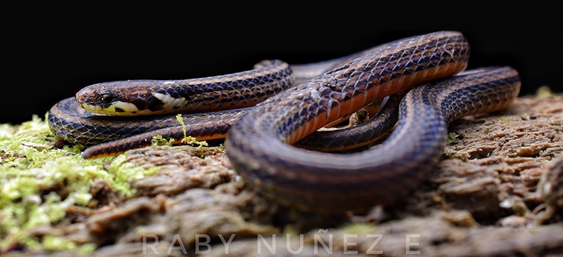 Trimetopon barbouri - Barbours Pygmy Snake Raby Nunez Costa Rica