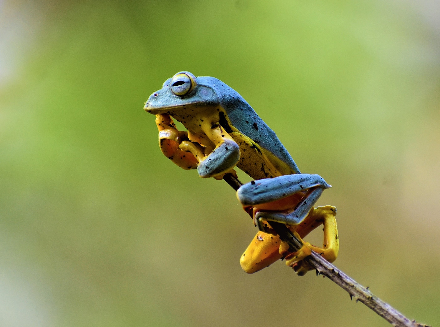 Twin-spotted Flying Frog Rhacophorus bipunctatus - Satchari National Park - Tania Akhter Bangladesh