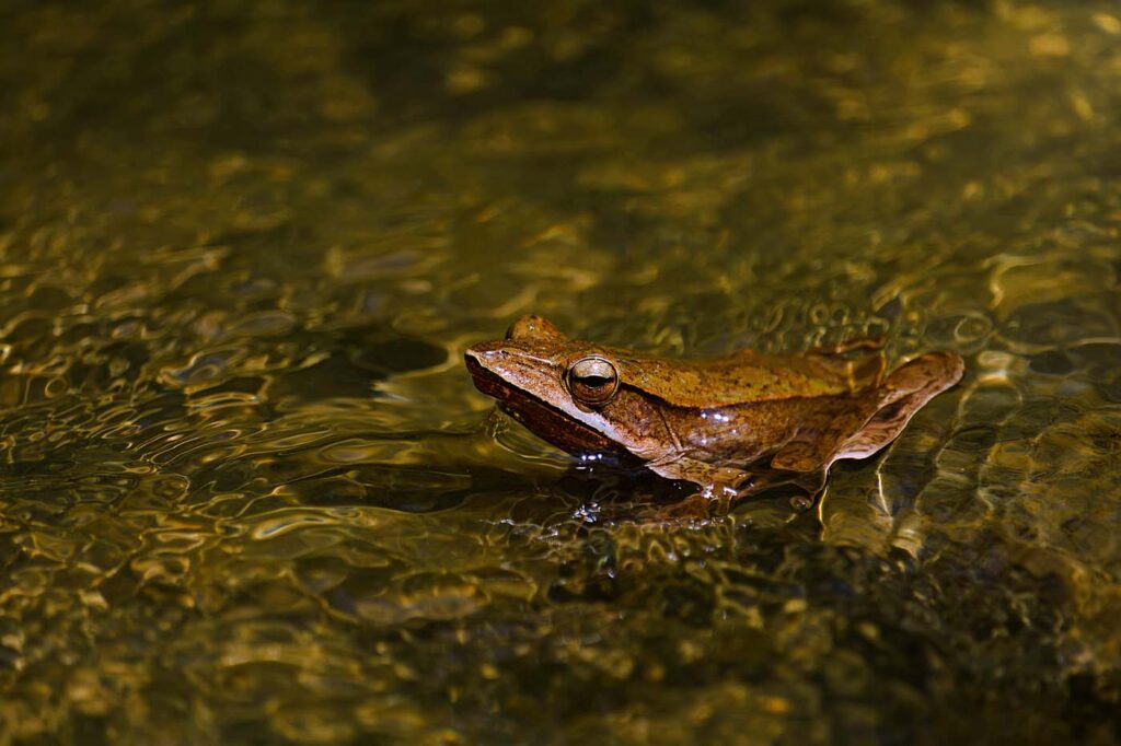 Bangladesh - University of Dhaka - Save The Frogs Day 2024