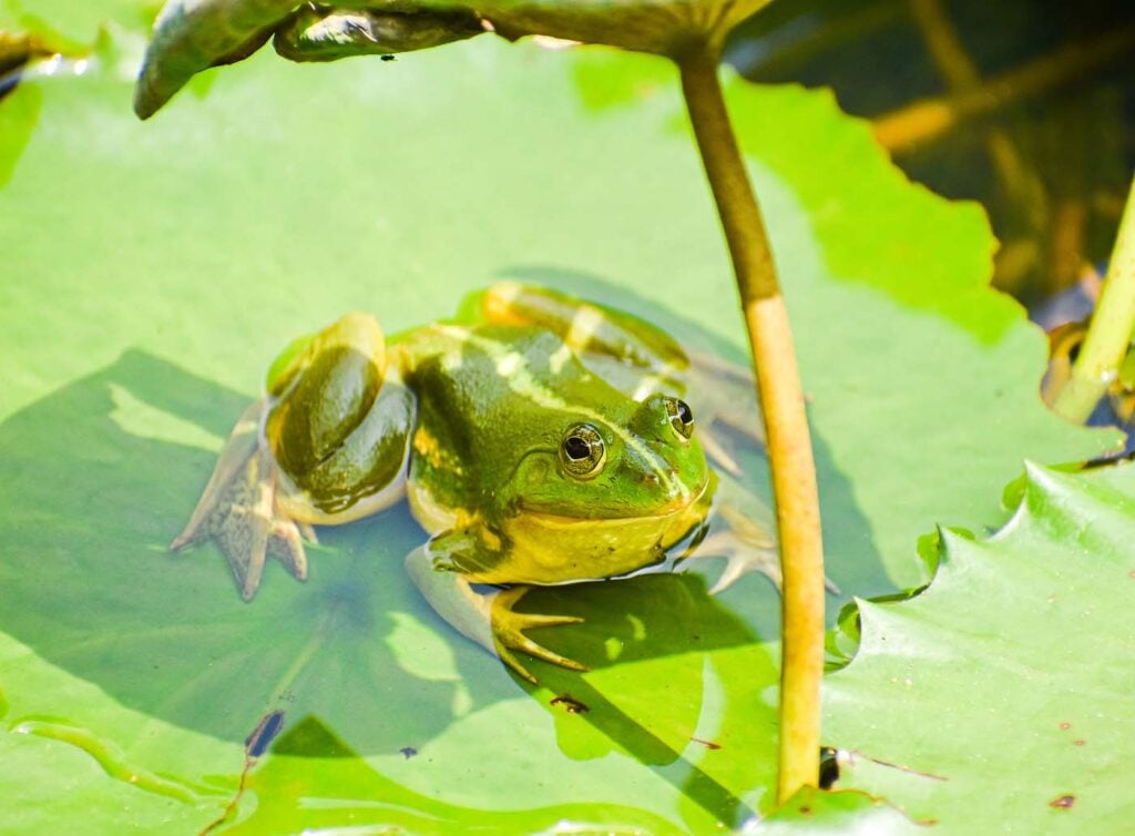 Bangladesh - University of Dhaka - Save The Frogs Day 2024