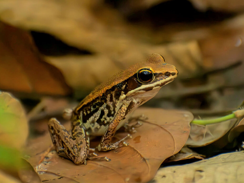 उज्जल दास बांग्लादेश 2025 सेव द फ्रॉग्स फोटो प्रतियोगिता फोटो 2