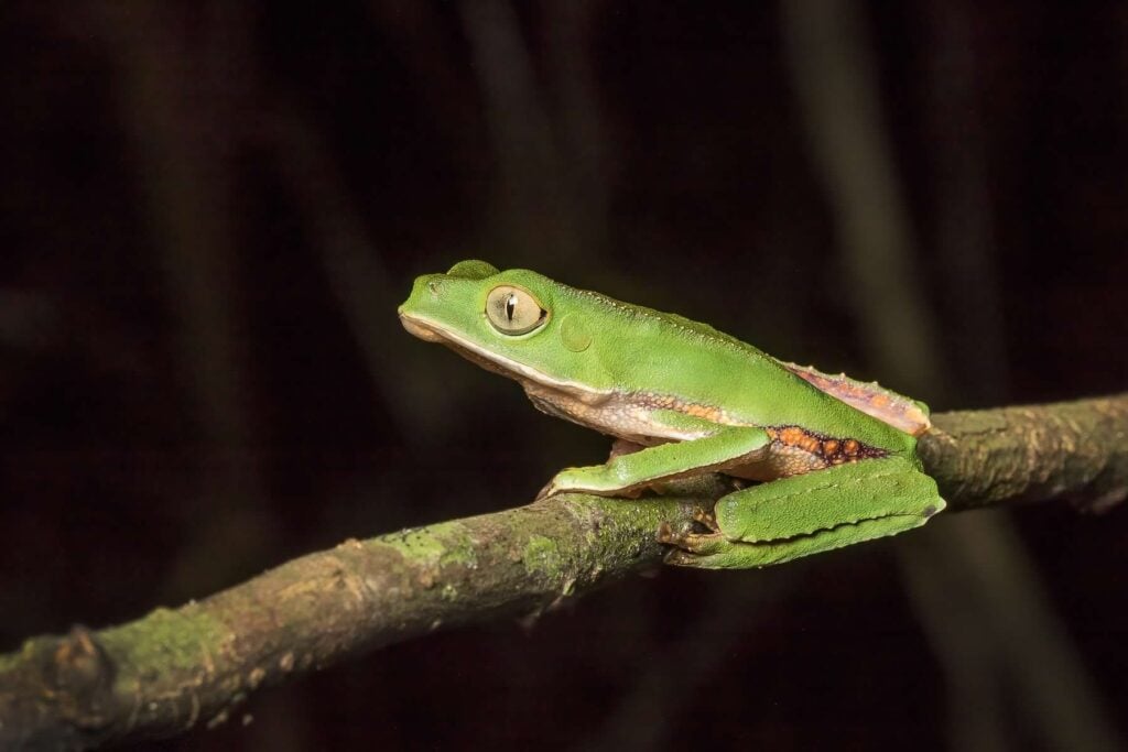 Vaillants Monkey Frog 7D 4446 เอกวาดอร์ 17 บันทึกกบ ecuador ecotour 2017 แท้จริง