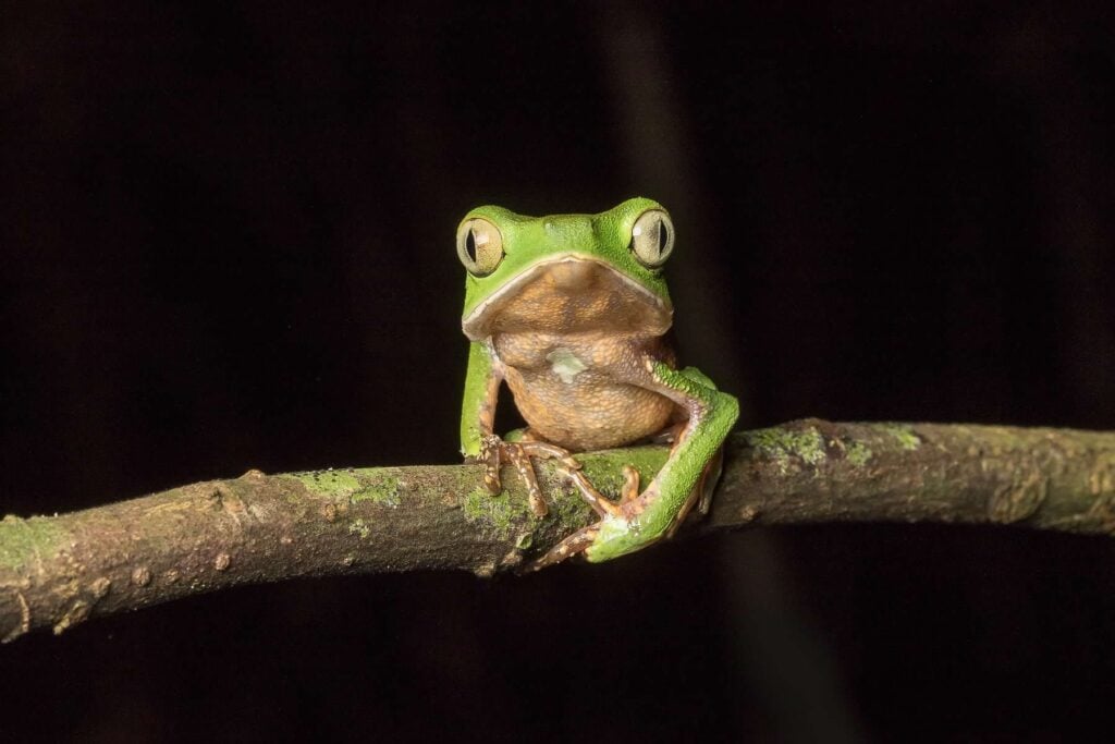 Vaillants Monkey Frog 7D 4449 เอกวาดอร์ 17 บันทึกกบ ecuador ecotour 2017 แท้จริง