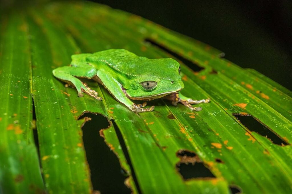 Vaillants Monkey Frog D4 3110 เอกวาดอร์ 17 บันทึกกบ เอกวาดอร์ ecotour 2017 แท้จริง