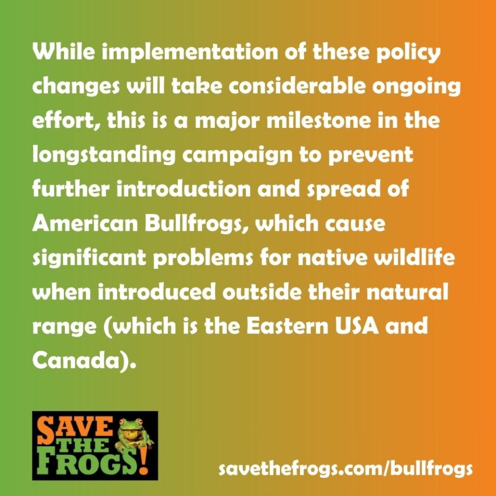 Victory For The Frogs - American Bullfrogs Ban In California