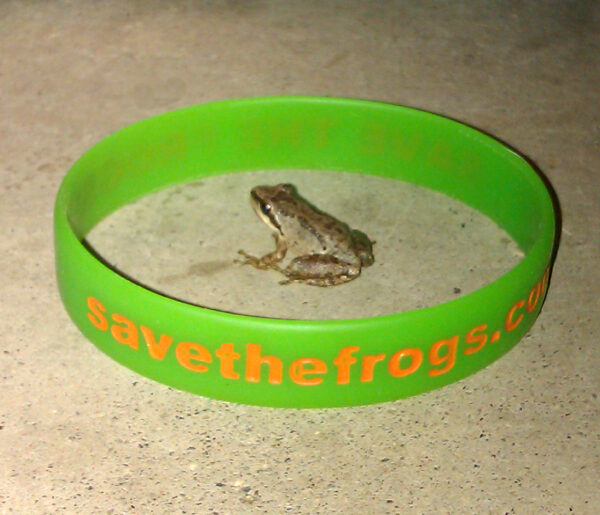 Wristband Frog Natalie Flores 1400 1