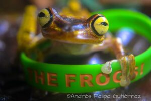 save the frogs wristband bracelet