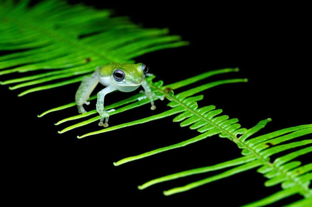 शियांग ली, चीन 2025 मेंढक बचाओ फोटो प्रतियोगिता, फोटो 1