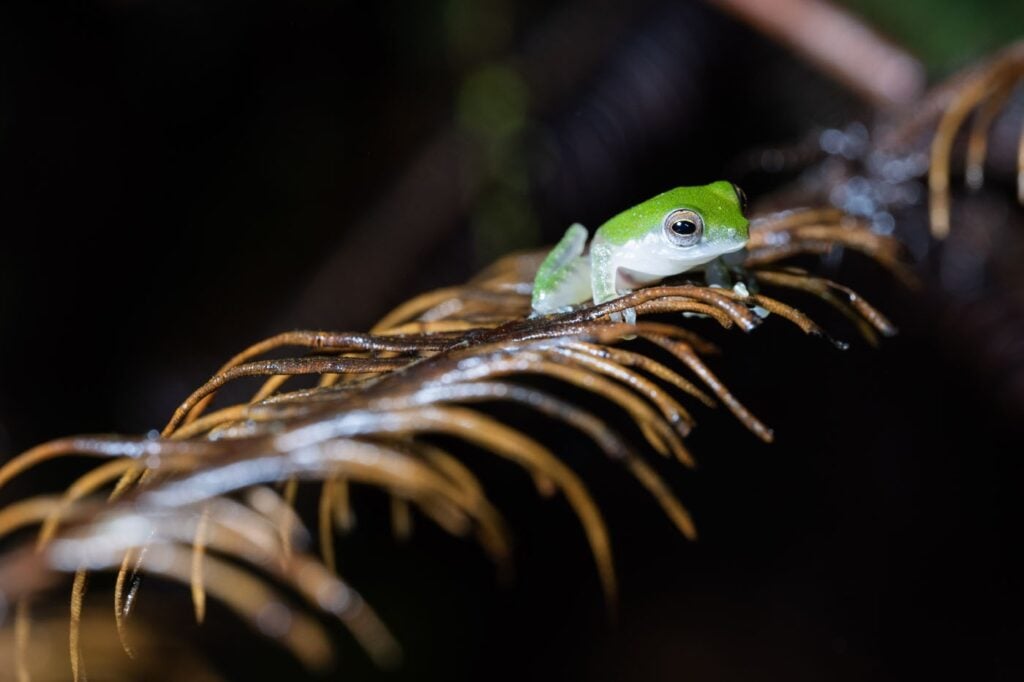 Xiang-Li-China-2025-Salve-Os-Sapos-Concurso-de-Fotografia-foto-2