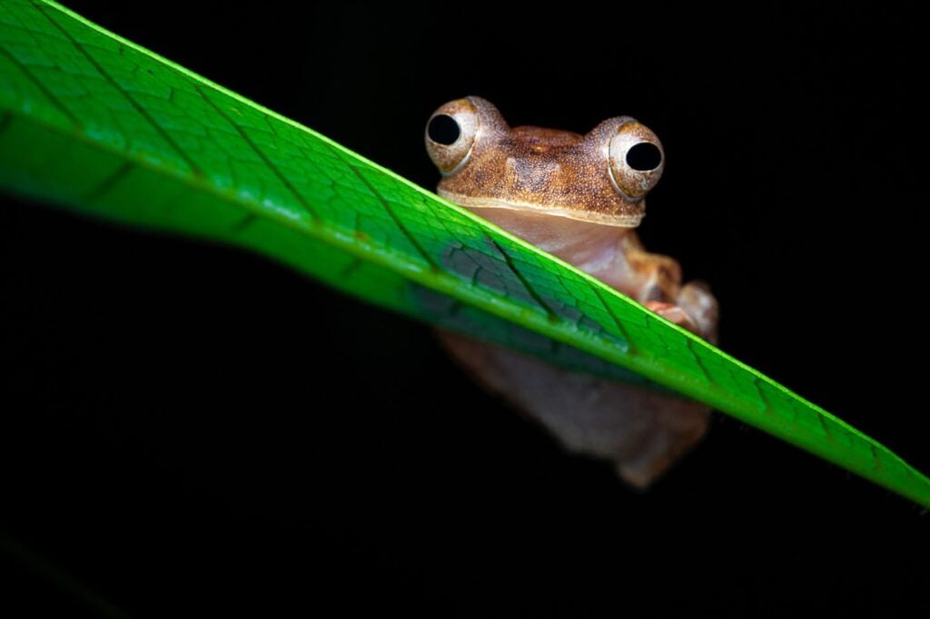 शियांग ली, चीन 2025 मेंढक बचाओ फोटो प्रतियोगिता, फोटो 3