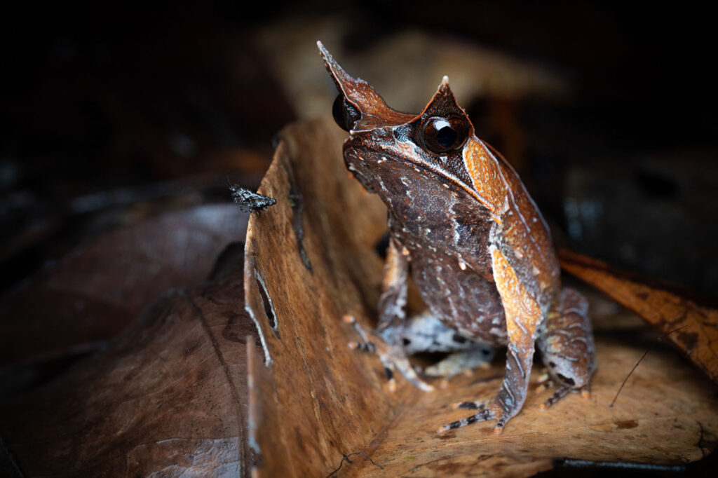 शियांग ली, चीन 2025 मेंढक बचाओ फोटो प्रतियोगिता, फोटो 4